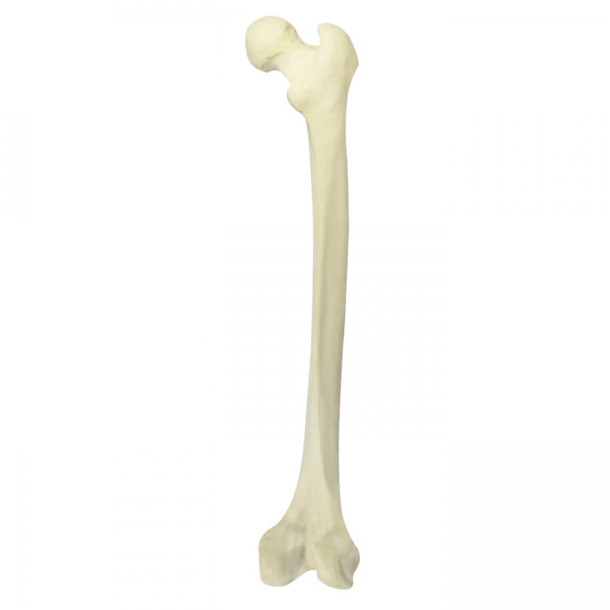 Right Femur Saw Bone with Canal-image-49