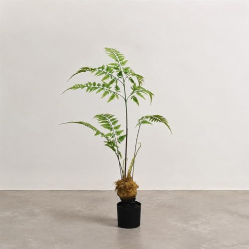 観葉植物 シダ 鉢植え」の人気商品一覧・価格比較 - 価格.com