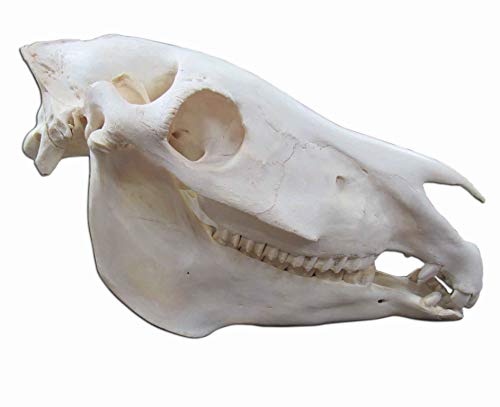 cowhidesusa Zebra Skull African Zebra Full Skull Animal Skull African Zebra Real Skull