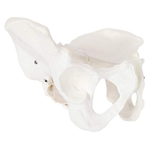 Image of Life-Size Female Pelvis Anatomy Model with Sacrum and Coccyx | Human Pelvic Skeleton Showing Pelvic Inlet, Outlet, Acetabula, Ischial Spines and Obturator Foramina | Medical Education Model | Myaskro