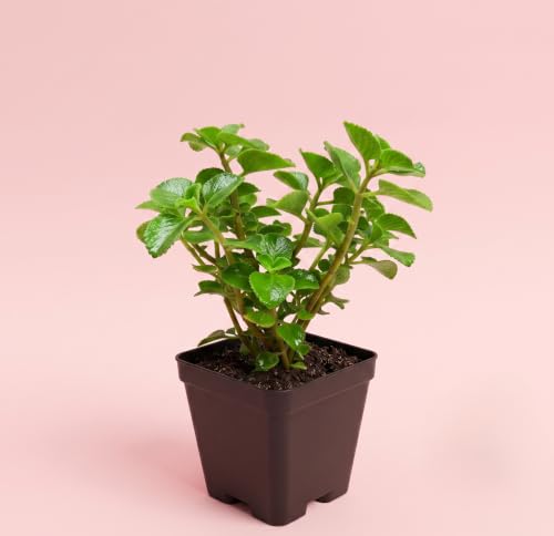 Image of Ajwain /ajwine Medican Plant with Pot (Pack of 1) | Live Plant, Indoor Use