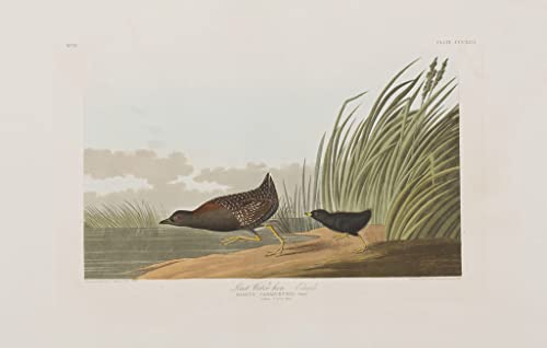 Affiche vintage oiseaux d'Amérique Audubon 60x90cm pour une ambiance zen dans votre chambre