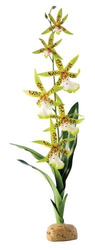 Exo Terra Plante de Décoration pour Reptile Orchidée Arachnis Flos Aeris