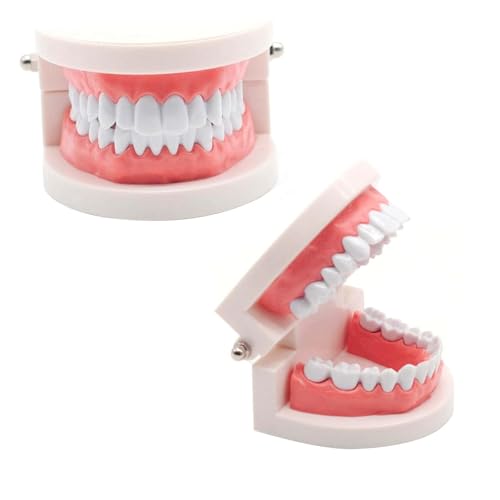 CLKE Zahnarztmodell, 2 pädagogische Modelle + 2 Zahnbürsten aus Kunststoff, Modelle für zahnärztliche Ausbildung aus PVC, zur Demonstration von Zähnen, zum Unterrichten von Kindern, Zähneputzen