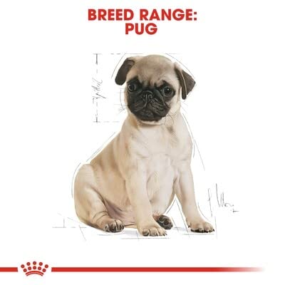 ROYAL CANIN Pug Puppy | 1,5 kg | Trockenfutter für Hunde | Speziell für Mops-Welpen bis zum 10. Monat | Zur Unterstützung der körpereigenen Abwehrkräfte | Exklusive Krokette