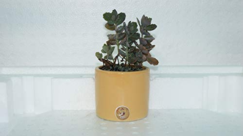 SHEHRI KISAAN® Organic Cactus & Succulent Mix- 100% Dry Fast Draining Porous Gritty Soil Mix-Perfect as Terrarium Soil-with Pumice, Vermicompost, Activated Charcoal & Perlite Powder