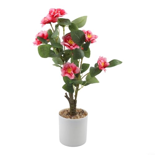 Kivivaka Planta de camelia