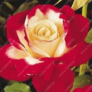 50pcs / Bag Rare Multi-Color Seeds Rosa Pink Bonsai Seeds of Bonsai Seeds of Black Pink Flower Rare Seeds Rare Balcony for Home Garden 3: Only Seeds