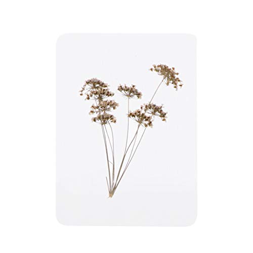 Mix de hojas prensadas naturales secas para joyería con resina miniatura 6