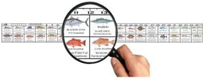 Texas Saltwater Fish Ruler Decal