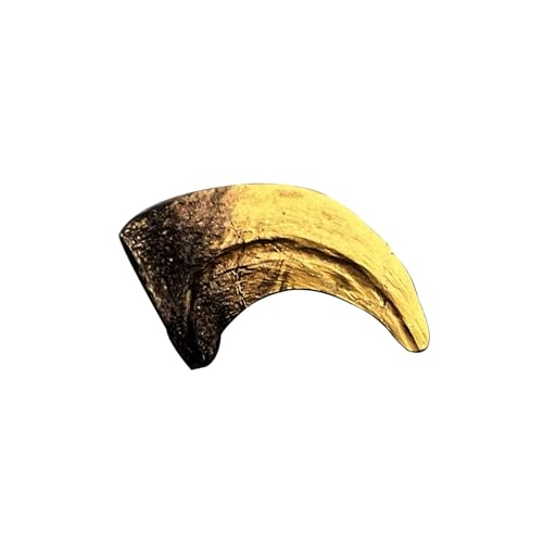 Image of Velociraptor Dinosaur Life Size Claw Fossil Replica