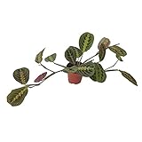 DECOALIVE, Maranta Fascinator Tricolor Planta Natural de Interior