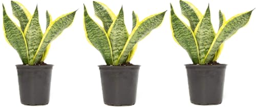 Live Snake Plant, Sansevieria Superba (3 Pack) in 4-inch Pot, NO Shipping to CA