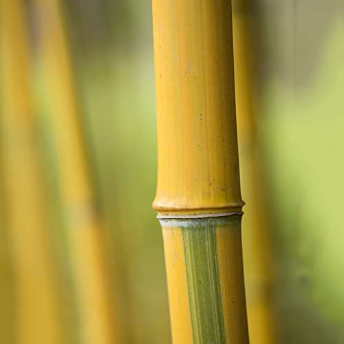 semillas de bambú exterior - Bambusoideae - Para Jardín Exterior - Árbol De Rápido Crecimiento Y Fácil Cuidado, Semillas Bambu Rapido, Bonsais Naturales Interior, Semillas 200 piezas