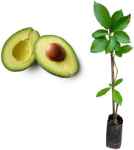 Muda De Abacate Avocado (Hass) - Já Enxertado