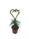 Live Heart-Shaped Lucky Bamboo Plant with Asparagus Fern, 4 Inch Pot, 8 Inch Height, Indoor Decorative Planter