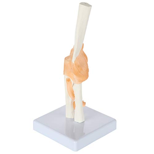 Image of Axis Scientific Flexible Elbow Model, Life-Size Flexible Elbow Joint with Realistic and Soft Ligament Anatomy, Includes Base for Display and Interaction, Detailed Product Manual
