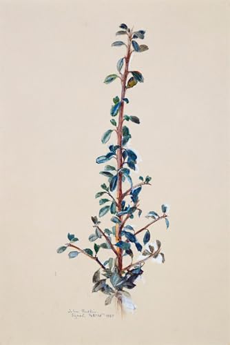 Tableau impressions d'art mural plante alpine pour décoration chambre sereine