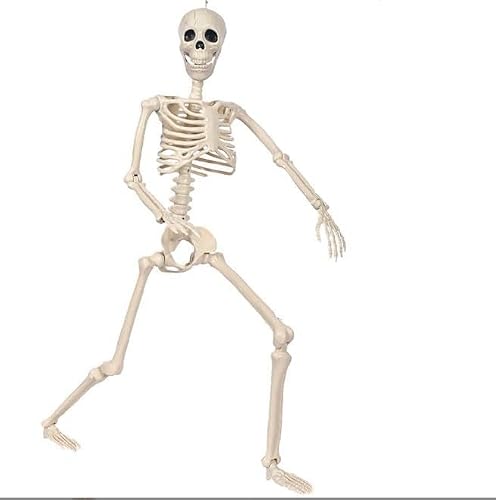 90cm/3ft Posable Halloween Skeleton, Realistic Full Body Human Skeleton Bones with Movable Joints, Outdoor Haunted Graveyard Horror Themed Props Spooky Party Halloween Decoration - Image 7