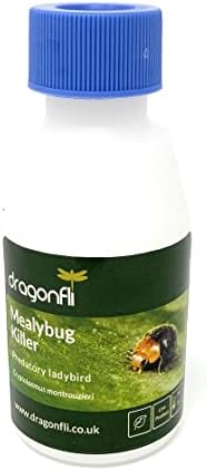 Dragonfli Mealybug Killer Predators - Cryptolaemus montrouzieri Adults Control Mealybug Indoors (500)