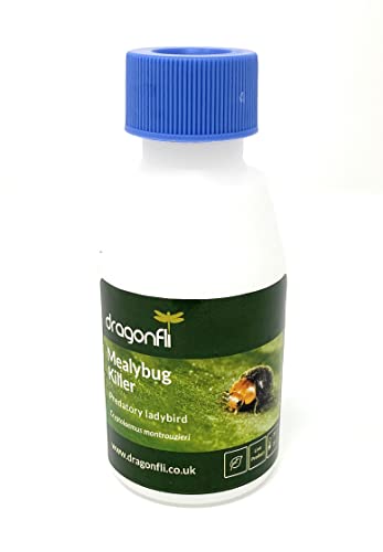 Dragonfli Mealybug Killer Predators - Cryptolaemus montrouzieri Adults Control Mealybug Indoors (500)
