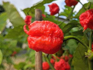 冷凍|「新超最強激辛」ドラゴン・ブレス果実10個入り【2024年収穫分】※増量中!(常温の商品と同梱発送はできません)