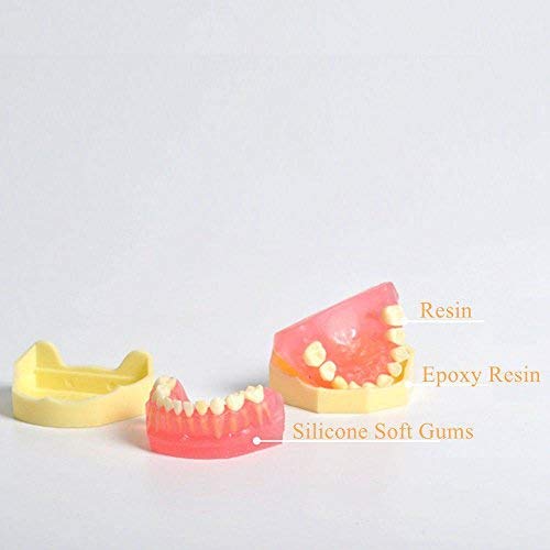 Standard Child Primary Teeth Model Teeth Removable Soft Gums