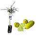 Pianta di Finger Lime/Caviale di limone - Frutto Giallo - Citrus Australasica - H100cm inclusa Fitocella