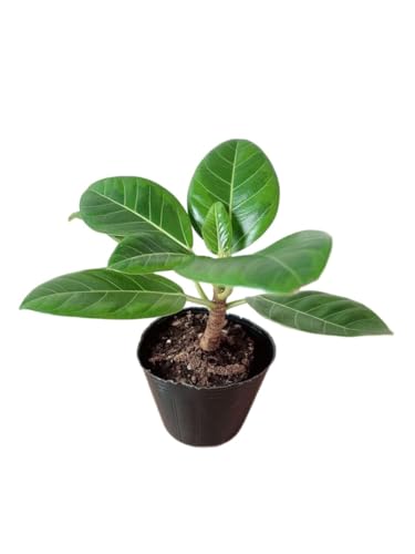フィカス アルテシマ 観葉植物」の人気商品一覧 | 安い商品を通販