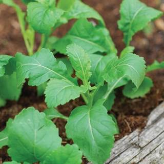 Park Seed Rocket Wasabi Arugula Seed, Pack of 100 Seeds