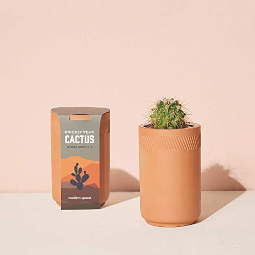 Modern Sprout Terracotta Grow Kit, Indoor Garden Kit, Healing Aloe + Desert Rose Bonsai + Prickly Pear Cactus, 3 Count #TOP1