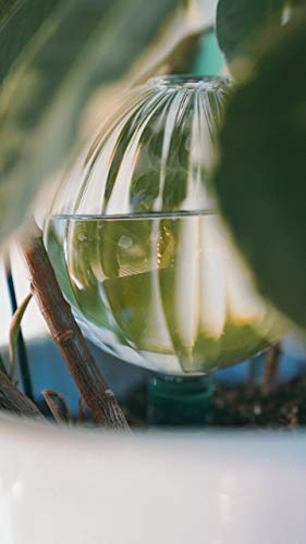 Blumat Glass Plant Self Watering Globes,Automatic Houseplant Drip Irrigation for Indoor Plants, Hanging Plants, Houseplants, Plant Garden Accessories,Vacation Plant Savers,Large Globe Small Adapter - Thumbnail 7