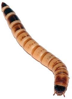 BASSETT'S CRICKET RANCH 500ct Live Superworms Fishing Bait & Pet Food