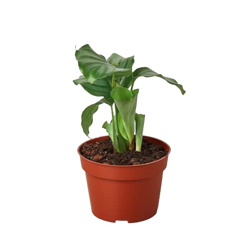 HOUSE PLANT SHOP | Calathea 'Orbifolia' - 6" Pot |