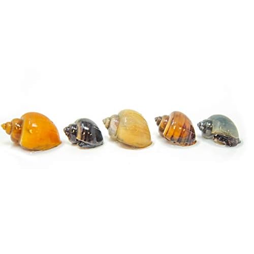 Aquatic Arts 15 Deluxe Multi-color Mystery Snail Pack | Aquarium Substrate Clearer / Scraper | Nano Tank Filter | Safe With Tetra | Guppy Fish