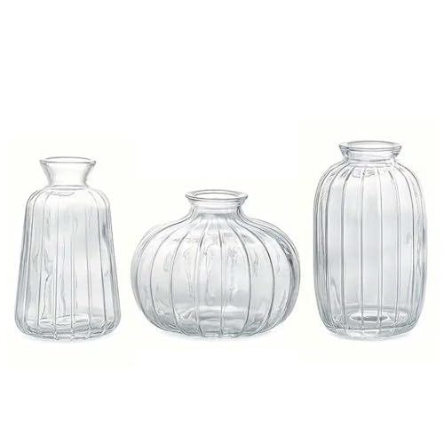 iikuru ԕr  3 Zbg t[x[X KX  ֑}