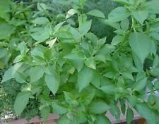 100 Lemon Basil Seeds ~ Bio-Heirloom, unbehandeltes Saatgut : Seeds Only