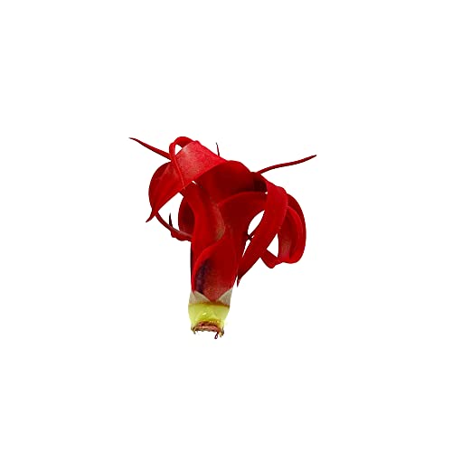 Ragnaroc Air Plants - Dyed Tillandsia Xerographica Pup, Large 2-4" (Jule Red) - 1Ct - Live Arrival Guaranteed - House Plants For Home Decor & Gift #TOP2