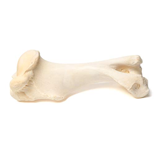 Image of 3B Scientific GmbH T30067 Mammal Humerus Bones