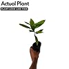 Hug A Plant | Nutmeg/Jaathi (Seedling) (Myristica fragrans) Fruit ...