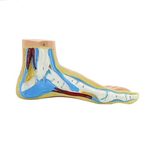 Modèle d'anatomie du pied pour expliquer le pied plat et arqué en cabinet de kiné