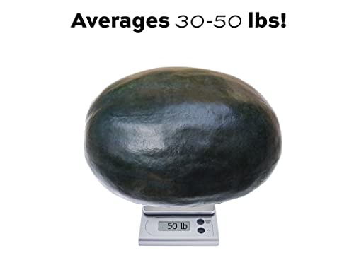 50 Black Diamond Watermelon Seeds For Planting - Heirloom Non-Gmo Fruit Seeds For Planting - Grows Big Giant Watermelons Averaging 30-50 Lbs #TOP2