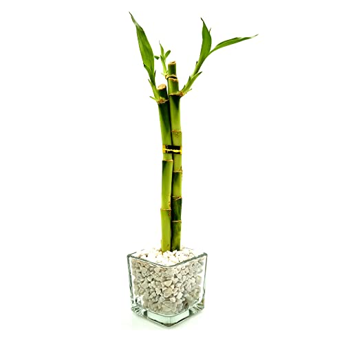Vasinho de Vidro com Três Bambus da Sorte (Lucky Bamboo)