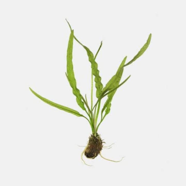 Aquarium live plant seeds pack of 10 (B0B1X8MLC9) Amazon Price History, Amazon Price Tracker