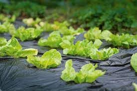 Bio Mulchfolie Gartenvlies kompostierbar 1,4 x 10 Meter kompostierbare Mulchfolie gegen Unkraut Unkrautfolie kompostiert sich selbst im Boden