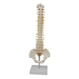Una herramienta de educación científica ideal para ayudar a explicar las condiciones de la columna vertebral y la relación entre las vértebras y la pelvis. Tamaño: 11*11*45 cm.