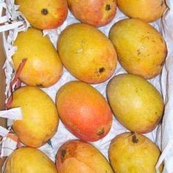 See full amazon price history chart for Exotica Orchids Coconut Pakistan Mango Plant- Grafted Exotica Orchids Coconut Pakistan Mango Plant- Grafted (B08PZCNCMS) Amazon Price History, Amazon Price Tracker