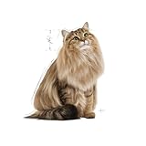 Royal Canin Intense Beauty Frischebeutel Multipack - 4