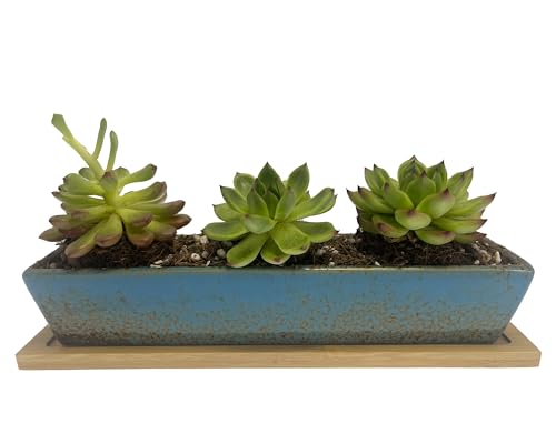 WISH HALLY WOOD 9.8 inch Blue Long Rectangle Ceramic Succulent Planter Pot,one Set of Mini Flower...