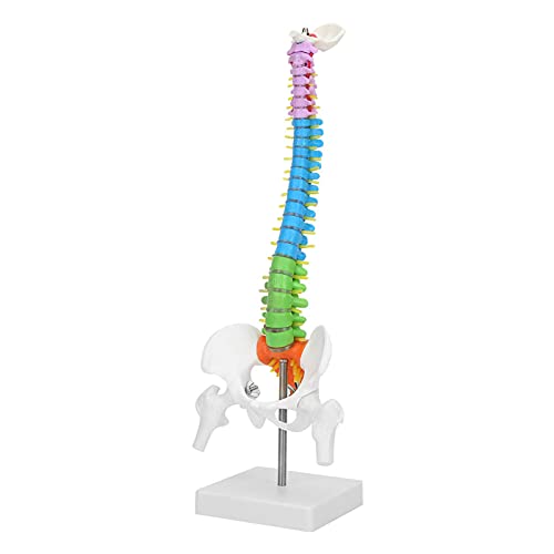 Spine Skeleton Model, Colorful Human Skeleton Spine Model for Display